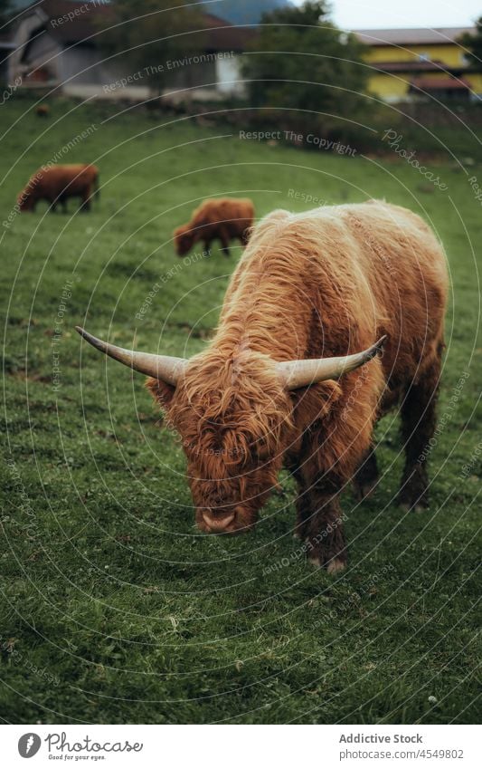 Hochlandrinder grasen auf einem Feld auf dem Lande Kuh Rind Tier Sattelkammer weiden Landschaft Natur Fell Umwelt Pflanzenfresser Schottisch Gras Zaun Säugetier