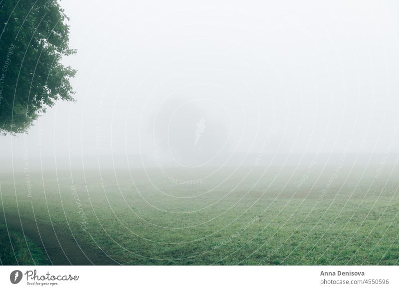 Nebliger Herbstmorgen Weg Nebel Natur Baum neblig fallen Holz Licht Straße Hintergrund Wald Landschaft Morgen Saison geheimnisvoll im Freien Mysterium Umwelt