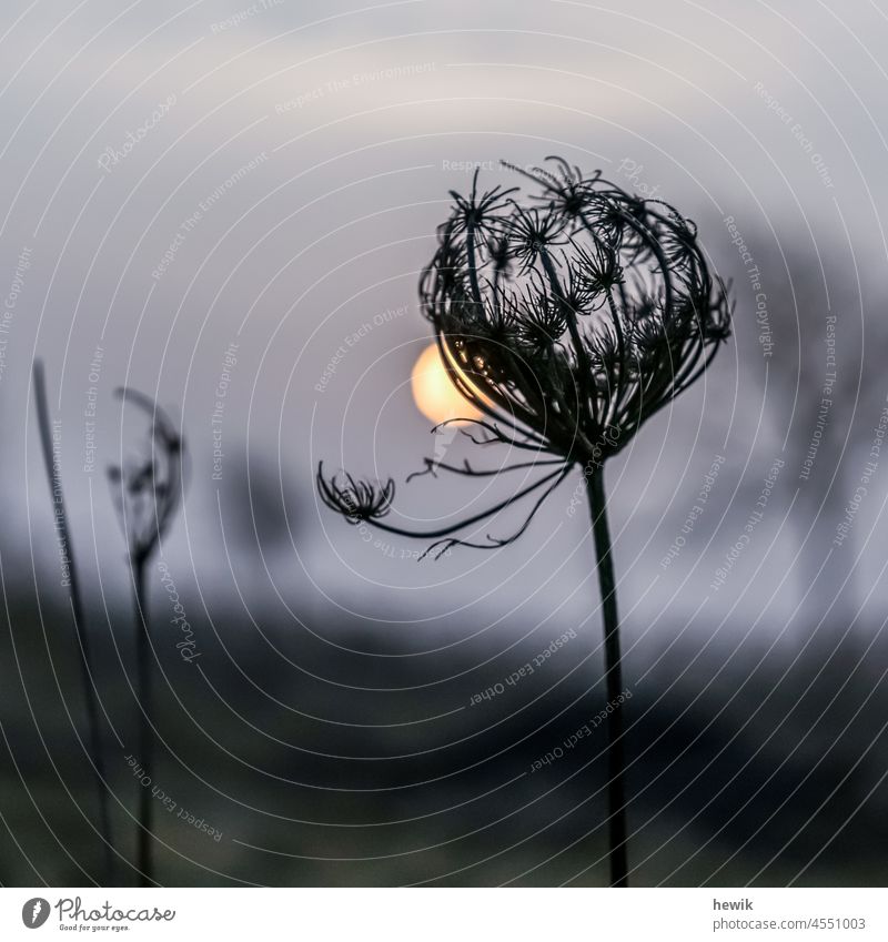 Vertrocknete Doldenblüte vor untergehender Sonne Pflanze Sonnenuntergang graphisch düster stimmungsvoll Quadrat grau Natur