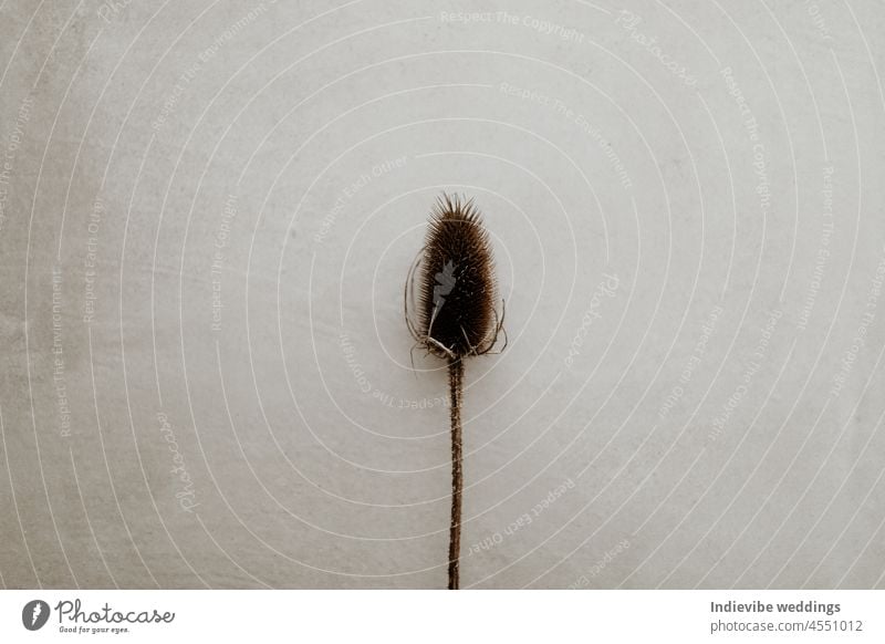 Trockene Blume auf grauem Hintergrund. Flat Lay Bild mit braunen stacheligen getrocknete Blume. Natürliches weiches Licht, körniger Hintergrund. Platz zum Kopieren.