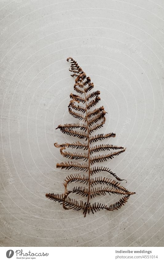 Ein getrocknetes Farnblatt auf grauem Hintergrund. Vertikales Bild, Kopierraum, Flat Lay. Braune Blätter, weiches Licht, körniger Hintergrund. Stimmungsvolles Herbst- und Winterbild.