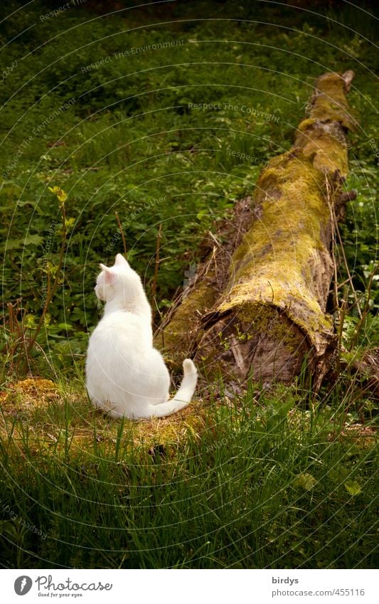 Ich wars nicht Natur Pflanze Sommer Garten Haustier Katze 1 Tier beobachten sitzen ästhetisch authentisch natürlich positiv schön grün weiß Zufriedenheit