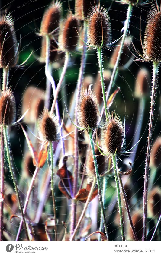 Wilde Karde Pflanze zweijährig Weber Karde Dipsacus Kardendistel Kardengewächs Gartenpflanze Zisternenpflanze stachelig Stängel Stacheln borstig Blütenköpfe