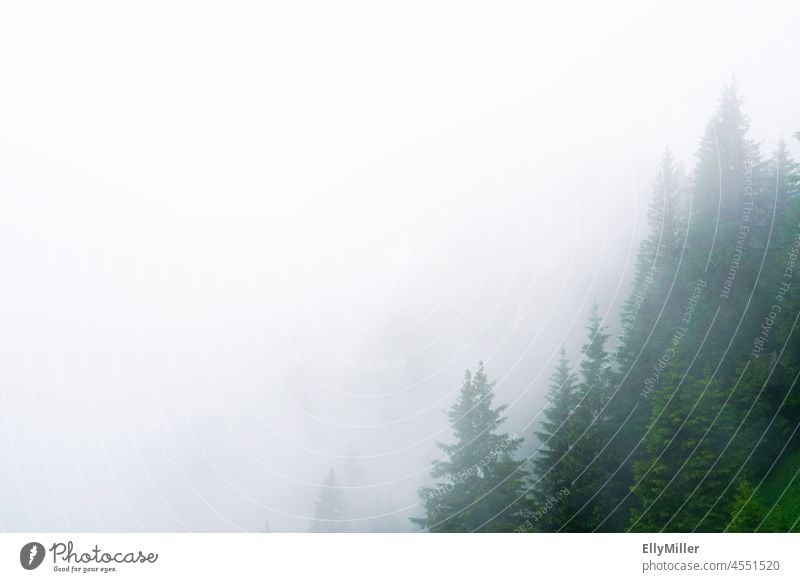 Nadelwald im Nebel. Blick vom Berg Laber bei Oberammergau an einem bewölkten Tag. Wald Landschaft neblig grün Natur Baum Tanne Menschenleer schlechte Sicht