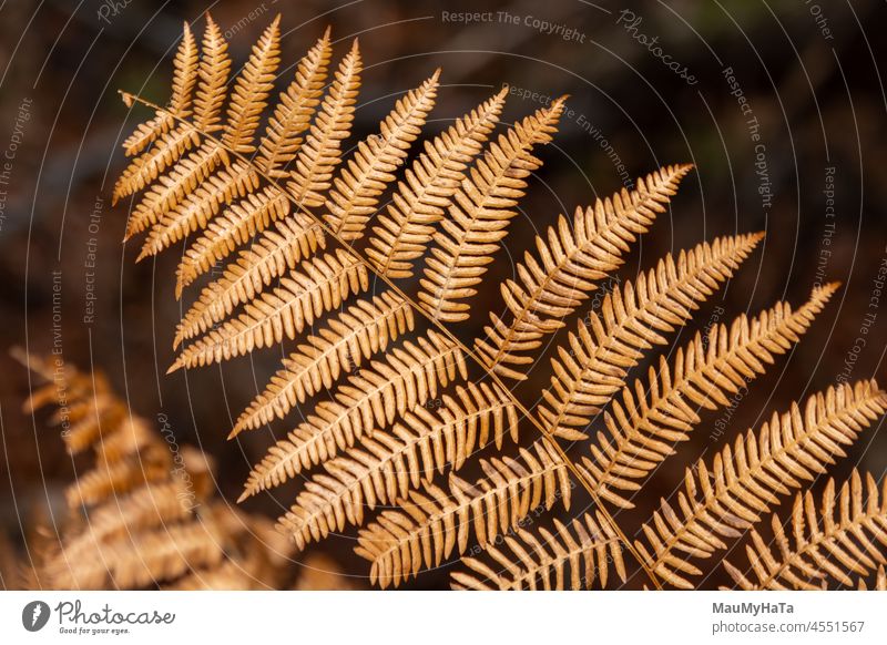 Trockenfarn Wurmfarn Natur Farnblatt Pflanze grün Botanik Echte Farne filigran Grünpflanze Farbfoto Außenaufnahme Wald Wildpflanze Nahaufnahme Makroaufnahme