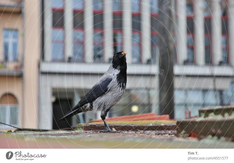 ein Rabe in Berlin Rabenvögel Mitte Vogel Krähe schwarz Tier Feder steht Schnabel Außenaufnahme Blick gefiedert Farbfoto Menschenleer natürlich dunkel Flügel