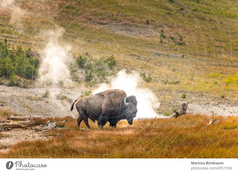 Ein Bison vor den Geysiren im Yellowstone-Nationalpark Geysir Yellowstone Tier yellowstone Wyoming Büffel Natur Tierwelt Park national Gras Säugetier Amerikaner