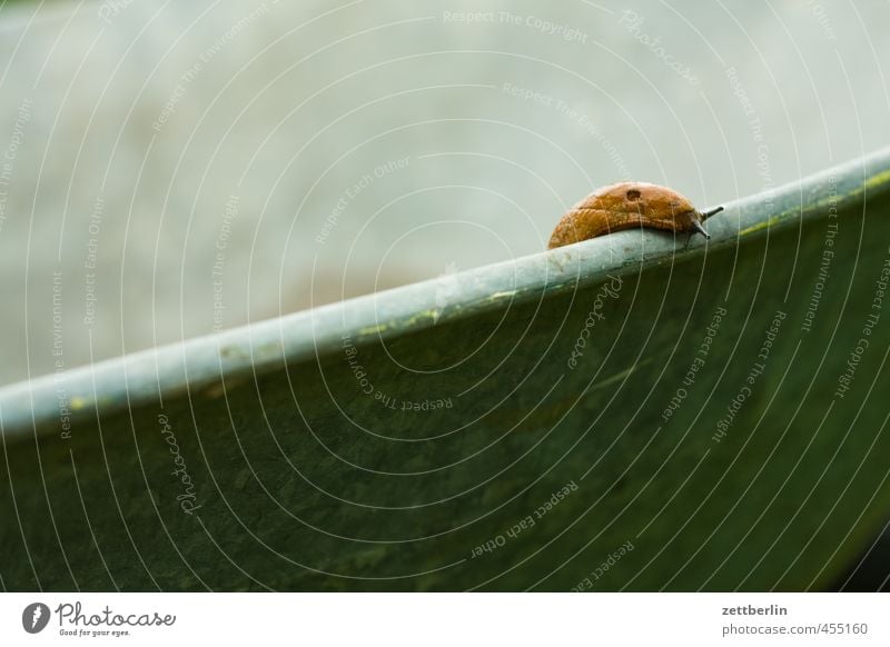 Schnecke again Garten Neugier Interesse Hoffnung Entsetzen Todesangst Höhenangst gartenschädling gruppe Weichtier nachtschnecke Plage schneckenplage