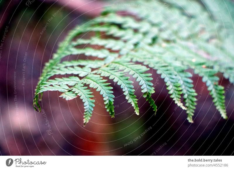 Farn in Nahaufnahme Blätter Pflanze Wald Außenaufnahme Farbfoto Natur grün Schwache Tiefenschärfe Menschenleer Grünpflanze Tag Blatt Wildpflanze Farnblatt