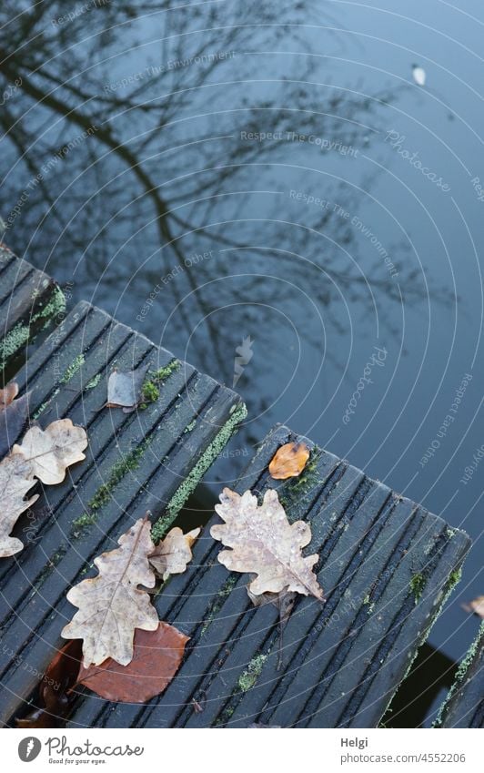 Herbst am See - Holzsteg mit Herbstlaub, ein kahler Baum spiegelt sich im Wasser Steg Blatt Laub Eichenblatt Spiegelung Herbststimmung Tristesse Herbstblues