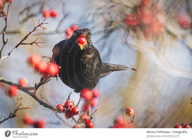 Amsel mit Beere im Schnabel Turdus merula Kopf Auge Flügel Feder gefiedert Vogel Wildtier Fressen Beeren festhalten Sträucher Schönes Wetter Natur Tier Baum