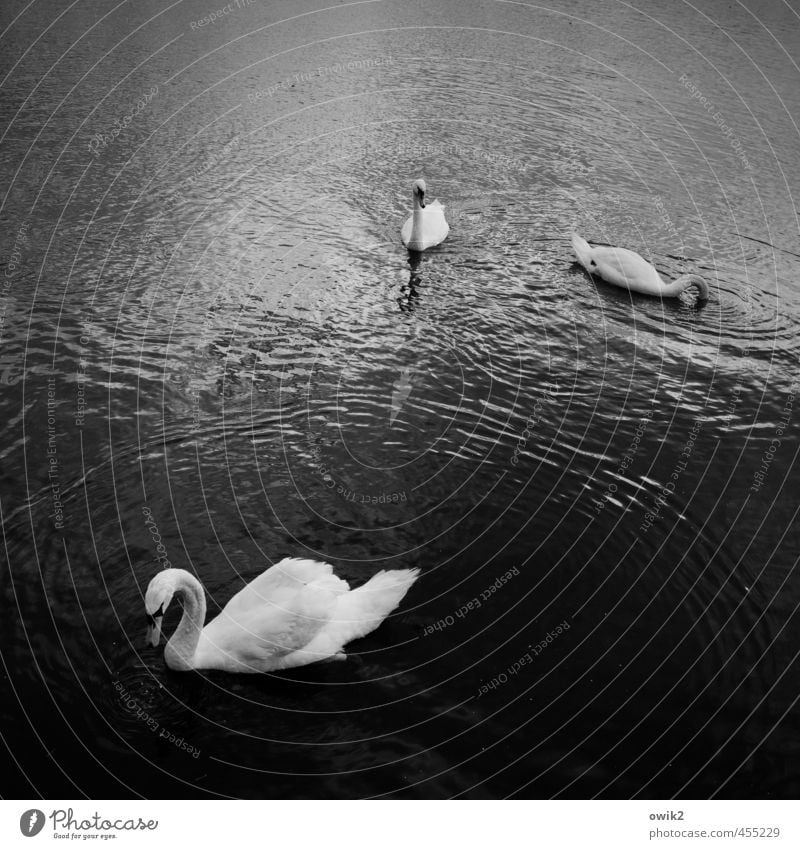 Familienstellen Umwelt Natur Tier Wasser Klima Wetter Schönes Wetter See Wildtier Schwan 3 beobachten Bewegung Erholung genießen schaukeln Schwimmen & Baden