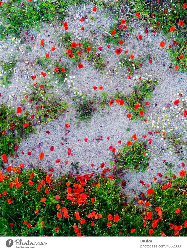 Draufsicht auf Mohnblumen Blumen Ansicht von oben Vogelperspektive rot schön