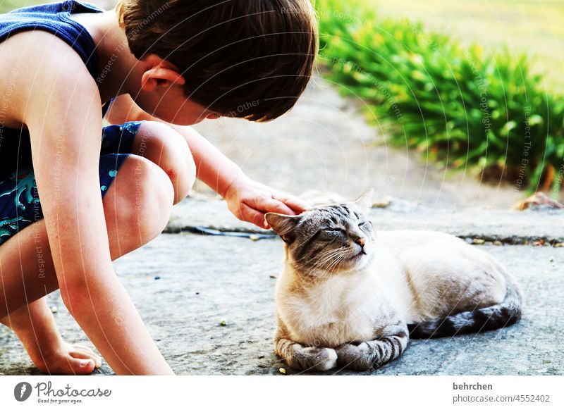 TIERLIEBE Ferien & Urlaub & Reisen Tourismus Ausflug Ferne Abenteuer Freiheit Junge Kindheit Haustier Katze Tiergesicht Fell schön niedlich Zufriedenheit