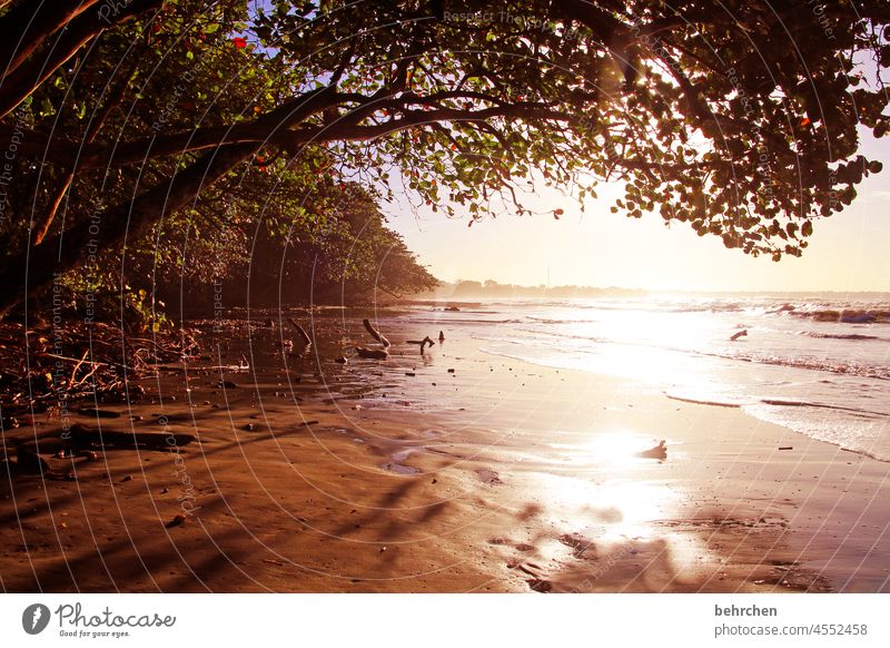 SONN(en)TAG Baum Blätter cahuita Wärme Romantik Wellen Schönes Wetter genießen Wasser Kitsch schön Außenaufnahme Farbfoto Sonnenlicht Sehnsucht Fernweh