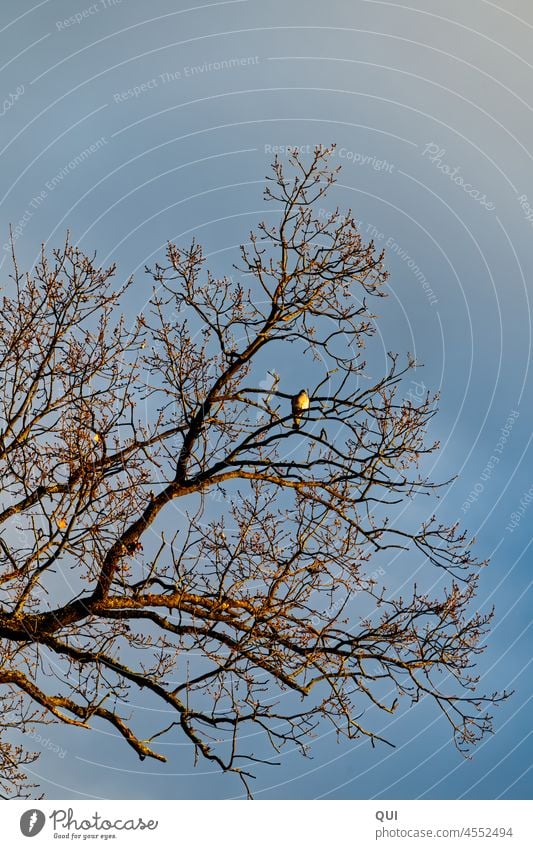 Taube genießt die herbstliche Sonne...hoch oben in der Baumkrone allein Ruhe Wärme Aufwärmen Wärme Tanken Herbst Goldig Himmel Vogel Natur Farbfoto