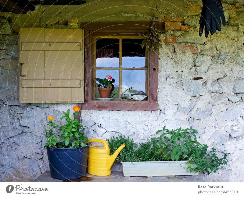 Stillleben mit Gießkanne Sommer Berge u. Gebirge Haus Garten Natur Pflanze Blüte Grünpflanze Topfpflanze Blühend hängen alt gelb grau grün Zufriedenheit