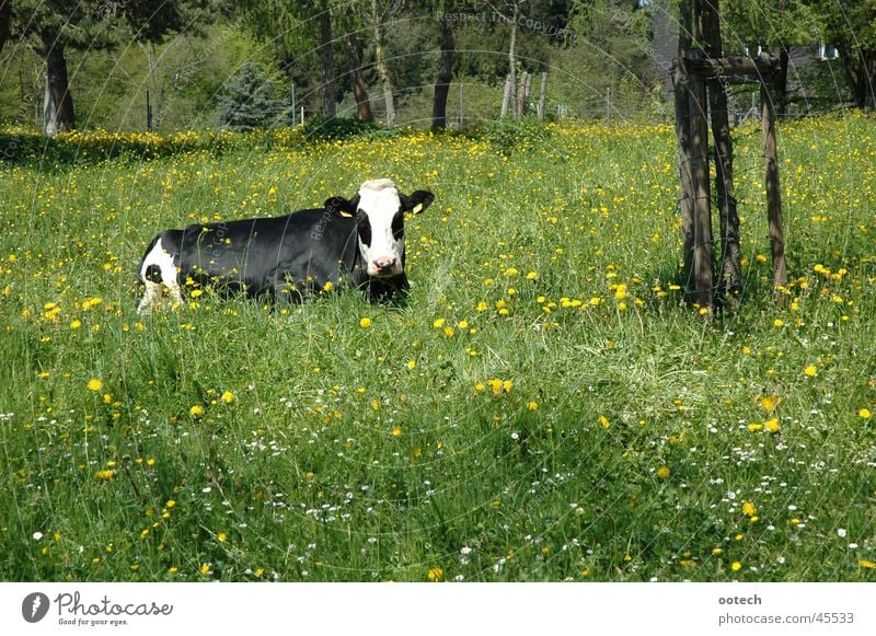 Kuh im Gras Wiese Schweiz Bulle Rind Verkehr Natur Landschaft Muni