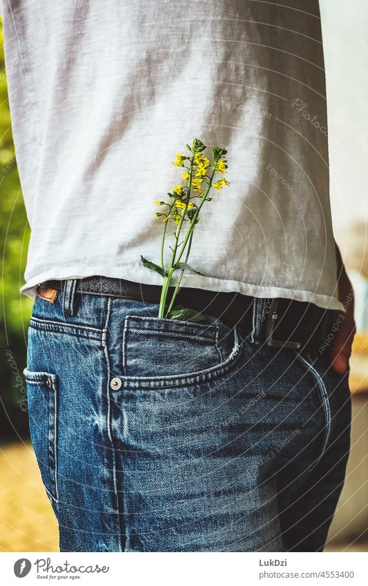 Kleine gelbe Blume in einer Tasche einer blauen Jeans Nahaufnahme Natur Blüte blühende Blume blumiges Geschenk Wildblume Wildpflanze blühende Wildblumen