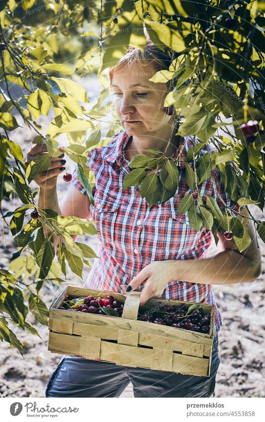 Frau pflückt Kirschen im Obstgarten. Gärtner bei der Arbeit im Garten Kommissionierung Frucht Landwirt Ernte pflücken Sammeln saftig Wachstum horizontal Frische