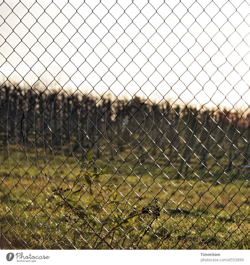 Engmaschig Maschendrahtzaun Metall Weinberg Weinstöcke engmaschig Himmel Schwache Tiefenschärfe Gras Außenaufnahme Farbfoto Menschenleer Tag Detailaufnahme