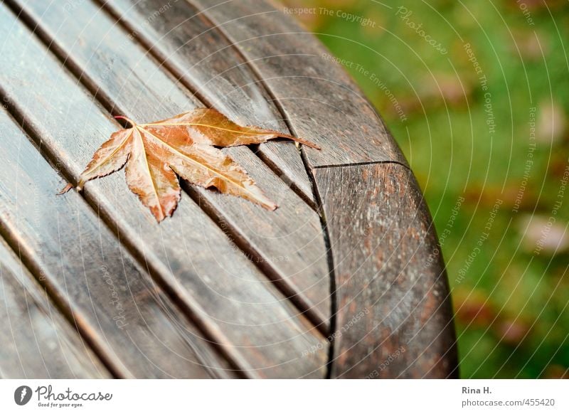 Vorboten Herbst schlechtes Wetter Regen Blatt Ahornblatt Garten Wiese dehydrieren natürlich Vergänglichkeit Wandel & Veränderung Jahreszeiten Gartentisch