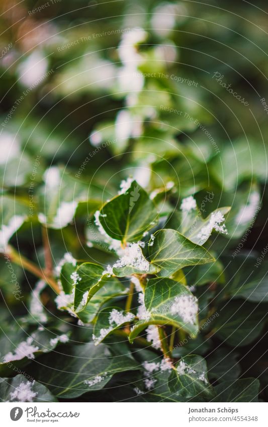 grüne Blätter einer Hecke in Großaufnahme Winter Hintergrund Hintergrundbild Buchse Weihnachten copyspace Schuppen Landschaften Pflanze Schnee Schneeflocke