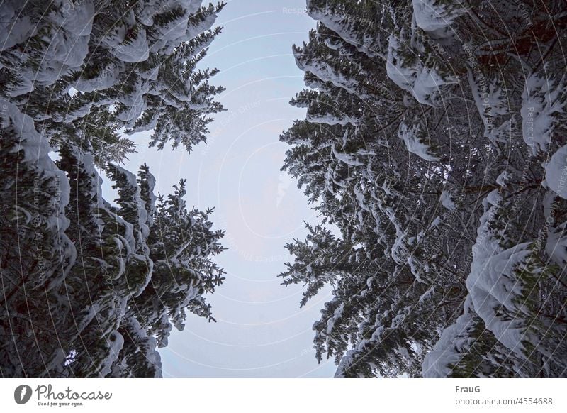 verschneite Bäume Winter Frost Kälte kalt Schnee Wintertag Winterstimmung Winterlandschaft Schneelandschaft Fichten Wald schneebedeckt Winterwald