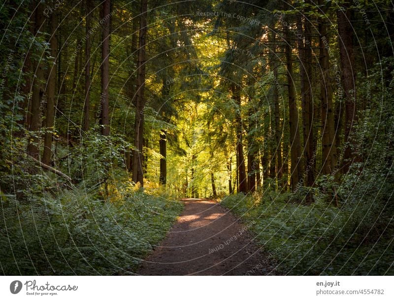 Waldweg mit Licht am Ende Sonnenlicht Lichteinfall Schatten Glaube Religion Gott Jesus Glaube und Religion glauben Bäume Hoffnung Religion & Glaube Christentum