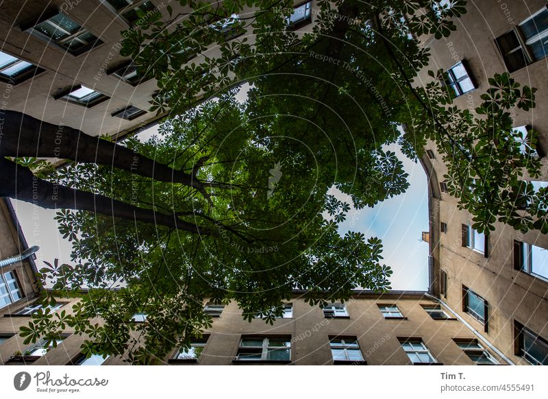 blick nach oben in einem Berliner Hinterhof Baum Altbau unsaniert Sommer Farbfoto Haus Stadt Altstadt Menschenleer Außenaufnahme Tag Hauptstadt Fassade