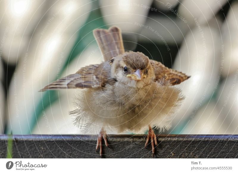 ein sehr junger Spatz plustert sich auf spatz Berlin Prenzlauer Berg Vogel Stadt Außenaufnahme Menschenleer Hauptstadt Stadtzentrum Tag Altstadt Farbfoto Tier