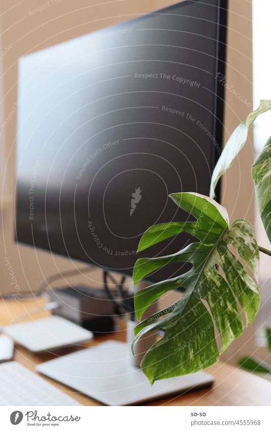 Arbeitstisch mit Bildschirm und seltener Pflanze Monstera Variegata Albo. Arbeitsplatz Homeoffice Remote-Jobs remote variegata monstera albo Zimmerpflanze