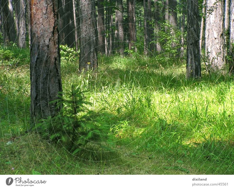 Weihnachten wächst Wald Morgen Baumschössling Waldlichtung Waldstimmung Berge u. Gebirge Morgendämmerung