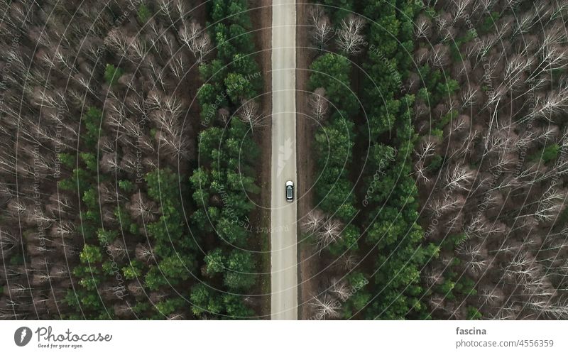 Straße durch Mischwald, Drohnen-Luftaufnahme Tanne Wald unverhüllt laubabwerfend gerade Herbst PKW von oben fallen Winter Saison Dröhnen Landschaft Baum Natur