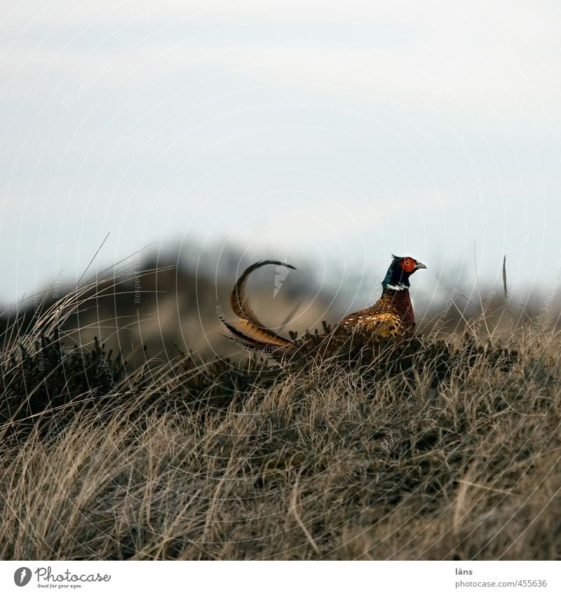 Fasan Landschaft Tier Wildtier Vogel 1 beobachten Blick stehen warten Wachsamkeit Gelassenheit Erwartung Stolz Spiekeroog Stranddüne Gras Farbfoto