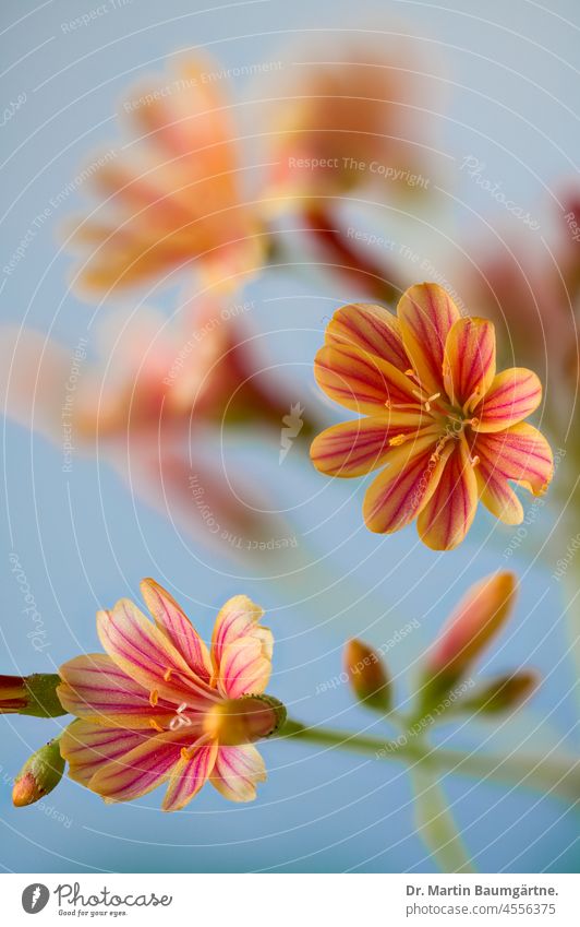 Lewisia cotyledon, Bitterwurz, Kultursorte, Montiaceae (Quellkrautgewächse) immergrün ausdauernd aus den Gebirgen Nordamerikas Blüte Blüten alpin Pflanze