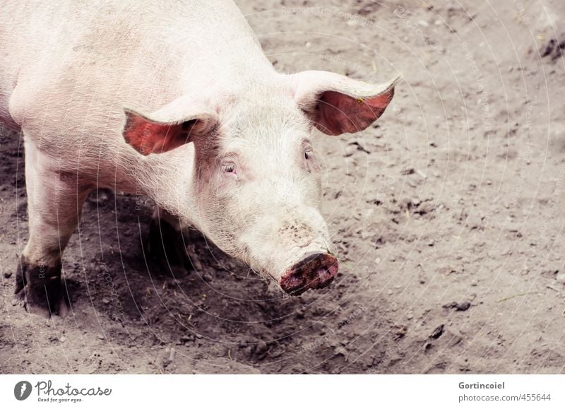 Cochon Tier Nutztier Tiergesicht 1 niedlich Schwein Sau Freilandhaltung Biologische Landwirtschaft Schweineohr Schweinschnauze Glücksschwein Glücksbringer