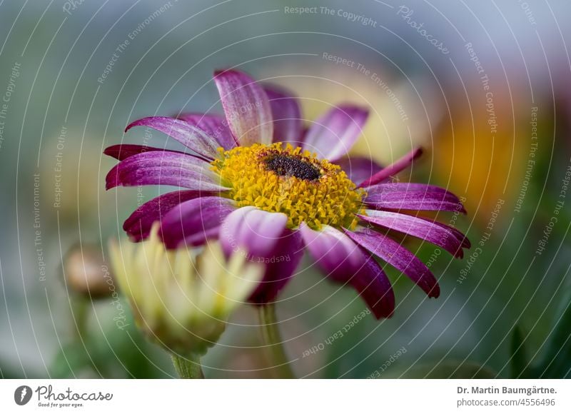 Margerite, Tanacetum; Blütenstände einer Gartenform Blütenstand Korbblütler bunt Asteraceae Compositae Zierblume Sommerblüher Staude Pflanze Blume