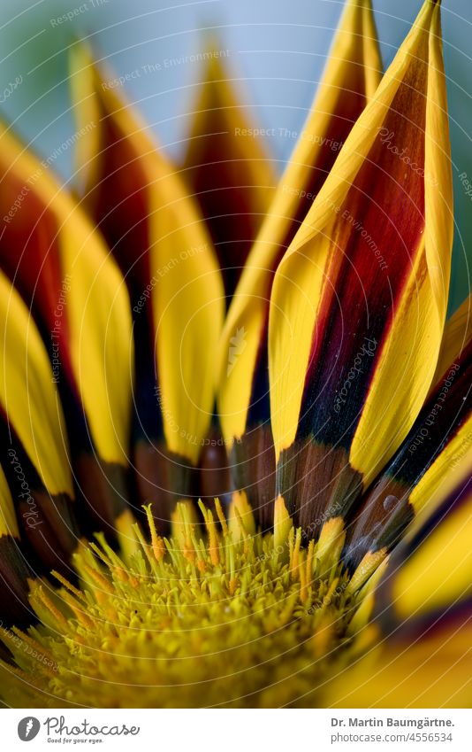 Gazania, Blütenstand; Kapmargerite Zungenblüten Sorte Gartenform Züchtung aus Südafrika Korbblütler Asteraceae Compositae Pflanze Blume nicht winterhart