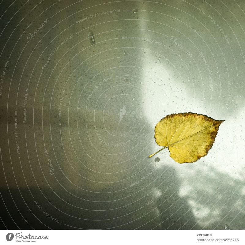 gefallenes Herbstblatt auf einer Motorhaube Blatt Laubwerk Natur Saison gelb Farbe Baum orange Hintergrund natürlich saisonbedingt Oktober Pflanze rot Ahorn