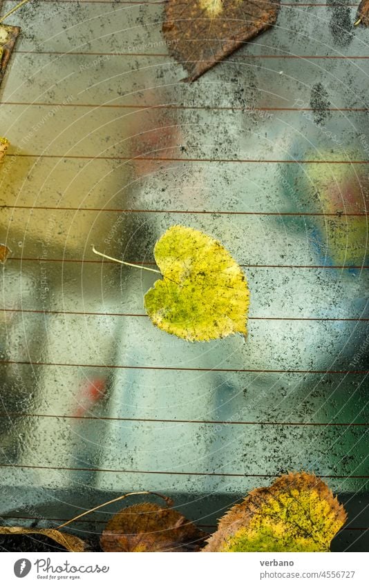 herabgefallenes Herbstblatt auf einem Auto windschief vertikal geschossen Blatt Laubwerk Natur Saison gelb Farbe Baum orange Hintergrund natürlich saisonbedingt