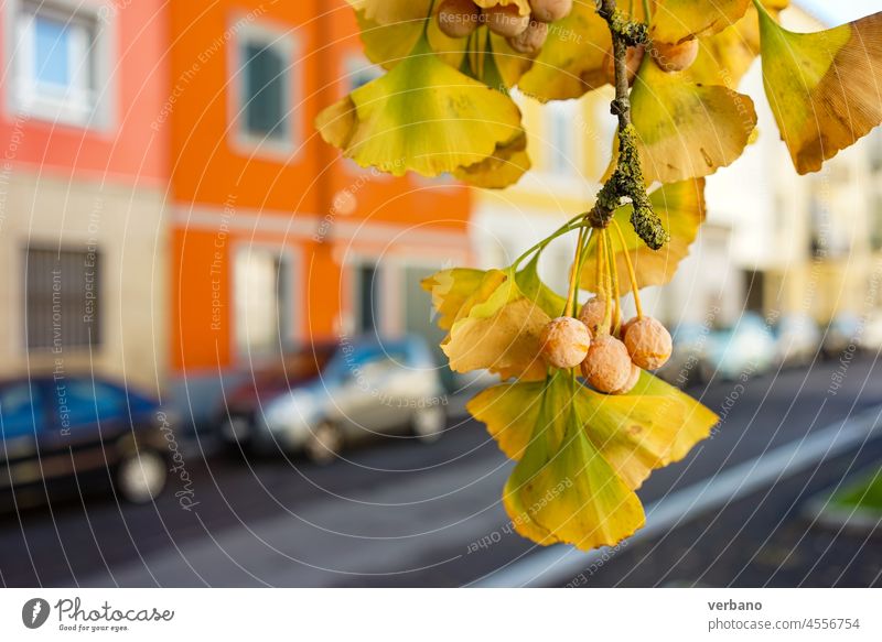 Ginko-Biloba-Früchte im Herbst in der Stadt grün natürlich Ginkgo biloba Medizin Pflanze Natur organisch Kräuterbuch Lebensmittel Baum Samen weiß Ast Blatt