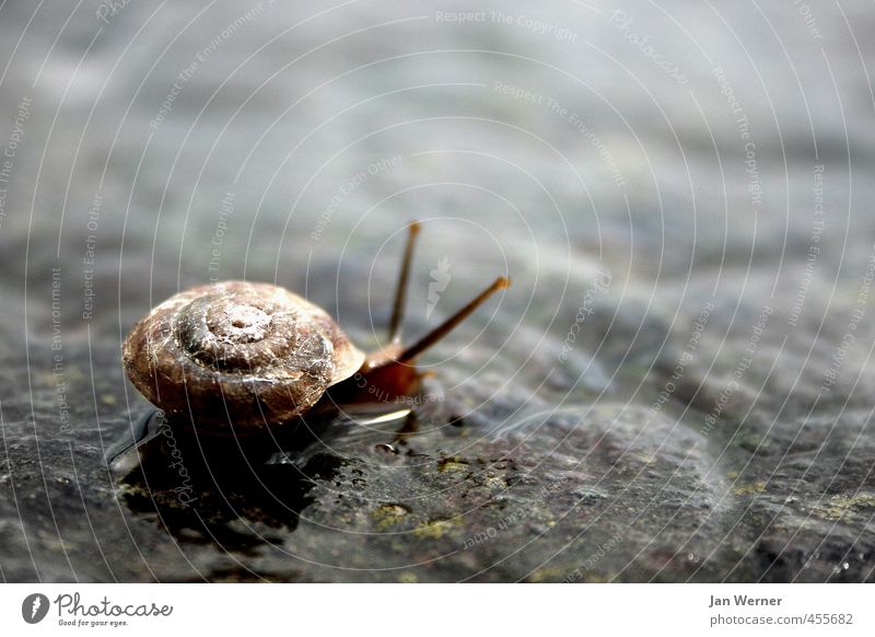 Locker bleiben! Häusliches Leben Haus Herbst Regen Straße Tier Schnecke Schneckenhaus Schneckenschleim 1 Stein Fährte rennen Erholung schleimig Schutz