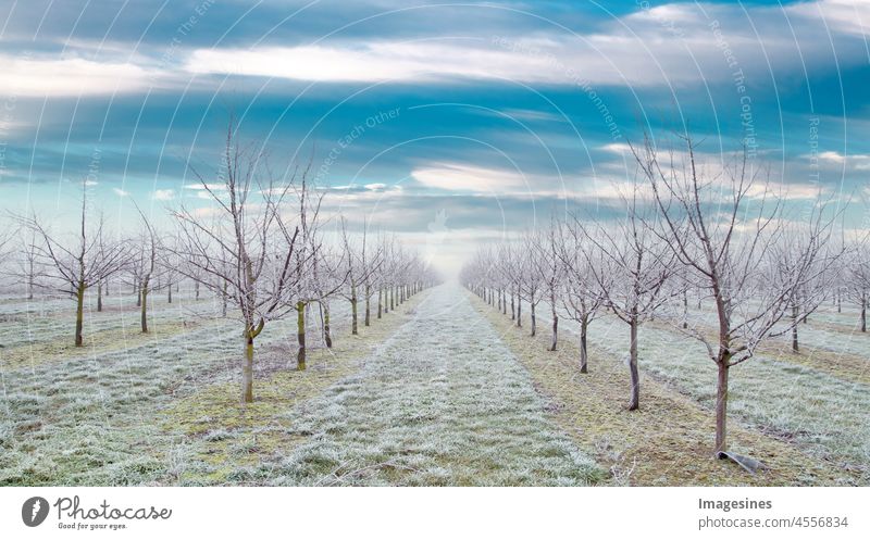 Plantage von Obstbäumen mit schönem Himmelshintergrund. Pflaumenbäume nach einem eisigen Regensturm im Winter und an einem Tag mit Nebel. Winterfrostige Obstbaumlandschaft mit weißem Eis bedeckt.