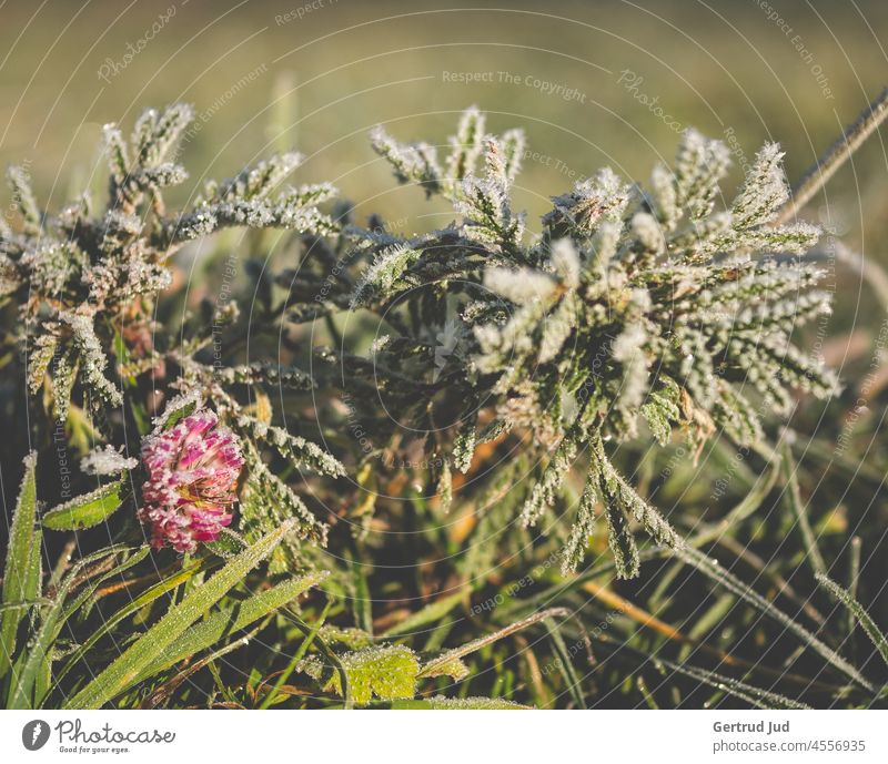 Kleeblüte und grüne Pflanzen morgens im Raureif Blätter Eis Frost Herbst Herbstfarben Natur kalt Winter gefroren Außenaufnahme Menschenleer Nahaufnahme Farbfoto