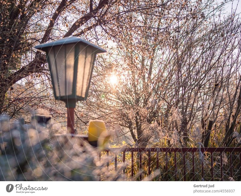 Strassenlaterne vor Bäumen im Raureif in der Morgensonne Blätter Eis Frost Herbst Herbstfarben Natur Pflanze kalt Winter gefroren Außenaufnahme Menschenleer