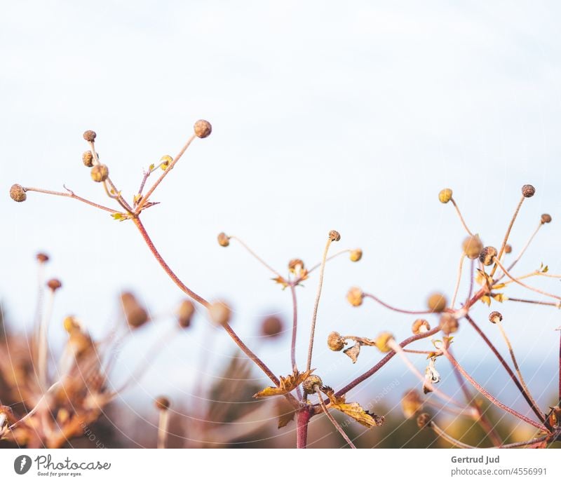 Abgeblühte Sommerblumen vor gedecktem Himmel Blumen und Pflanzen Herbst Herbstfarben Natur Farbfoto Außenaufnahme natürlich abgeblüht verblüht vertrocknet