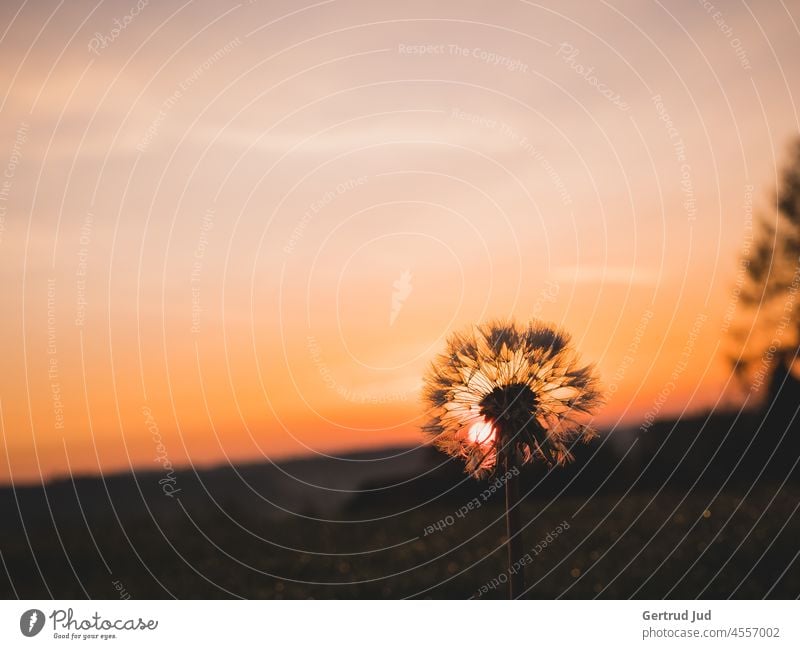 Pusteblume steht im Morgenrot vor der aufgehenden Sonne GoldenHour Herbst Herbstfarben Sonnenaufgang stimmungsvoll Löwenzahn Morgenröte Himmel himmelslichter