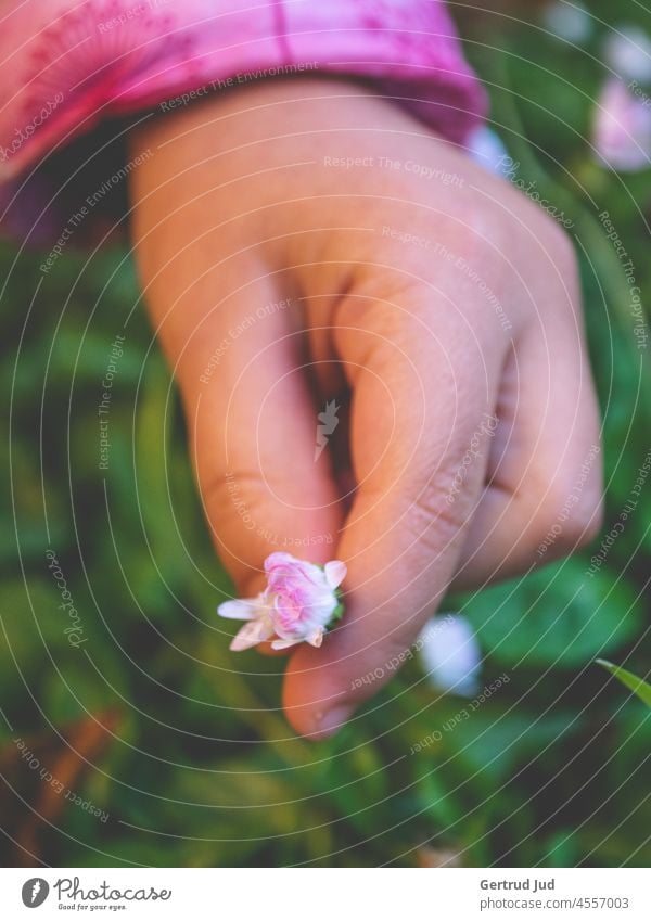 Ein Kind hält ein Gänseblümchen in der Hand Blume Blumen und Pflanzen Herbst Herbstfarben Hände Natur Gänseblümchenblüten Kindheit Kinder kindlich Kinderhand