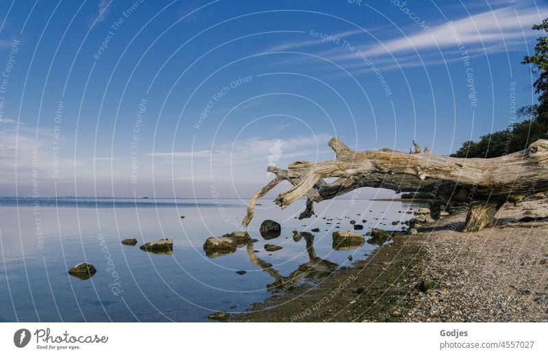 Verwitterter Baum am Strand verwittert Ostsee bodden Steine Wolken Spiegelung Wasser Himmel Küste Natur Meer Tourismus Landschaft Menschenleer Ostseeküste